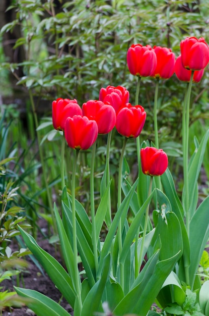 Photo tulipes rouges dans le jardin