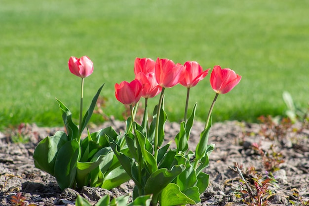 Tulipes rouges dans le jardin