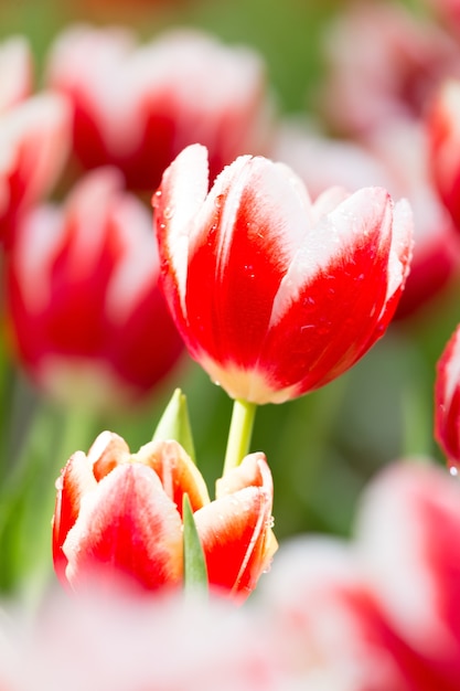 Tulipes rouges dans le jardin.