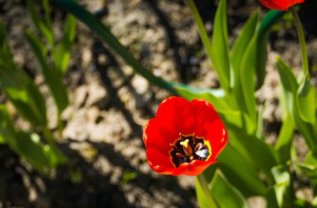 Tulipes rouges dans le jardin