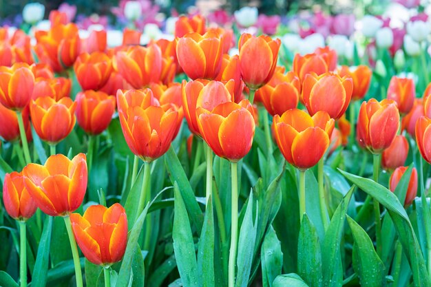 Tulipes rouges dans le jardin