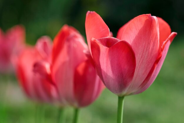 Tulipes rouges dans un jardin