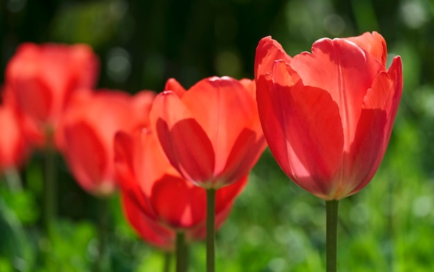 Tulipes rouges dans un jardin