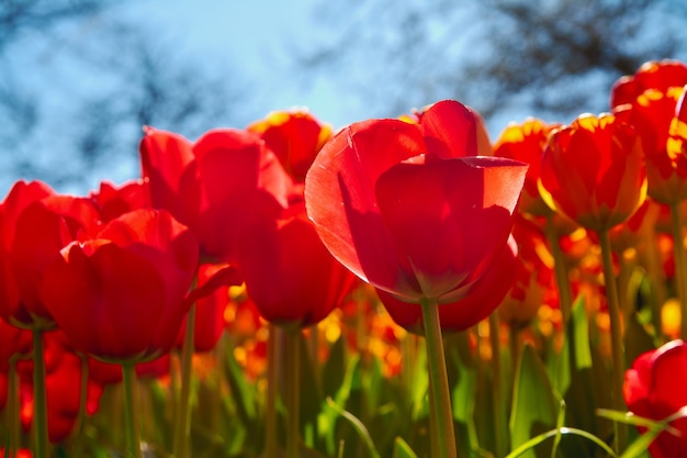 Tulipes rouges dans le parc du printemps