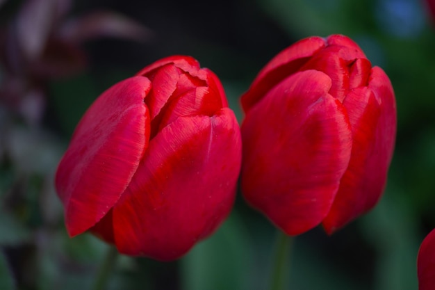 Tulipes rouges dans le paysage de printemps Fond de tulipes rouges