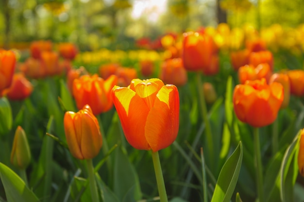 Tulipes rouges dans les rayons du soleil couchant
