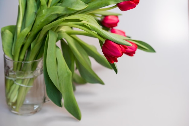 Tulipes rouges sur un espace de copie de fond blanc