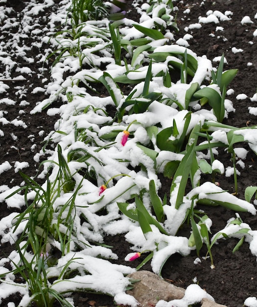 Tulipes rouges et feuillage vert sous la neige Neige soudaine Blizzard L'hiver est arrivé Début du printemps