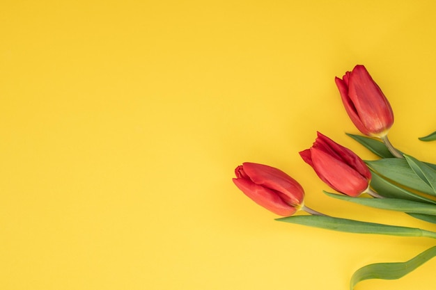 Des tulipes rouges avec des feuilles vertes sur un fond jaune