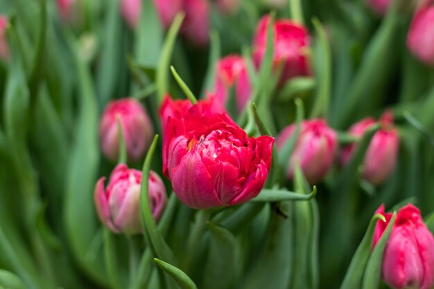 Tulipes rouges fleurissant dans le jardin de printemps