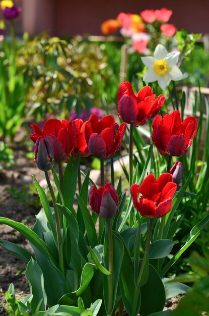 Tulipes rouges en fleurs dans le jardin par une journée ensoleillée