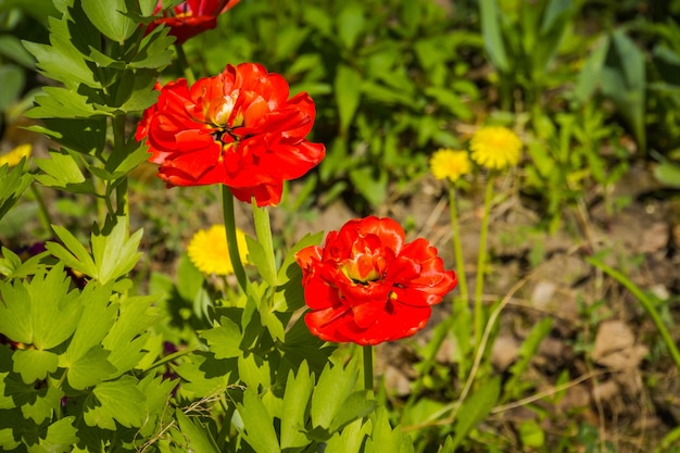 Tulipes rouges en fleurs dans le jardin