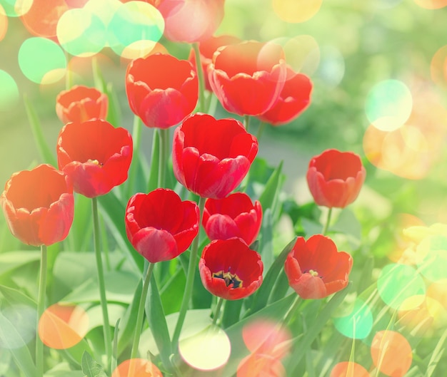 Tulipes rouges en fleurs de près