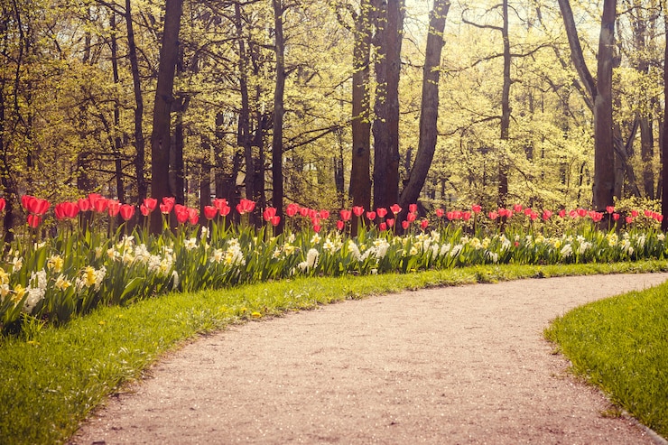 Photo tulipes rouges de fleurs de printemps. belles fleurs rouges.
