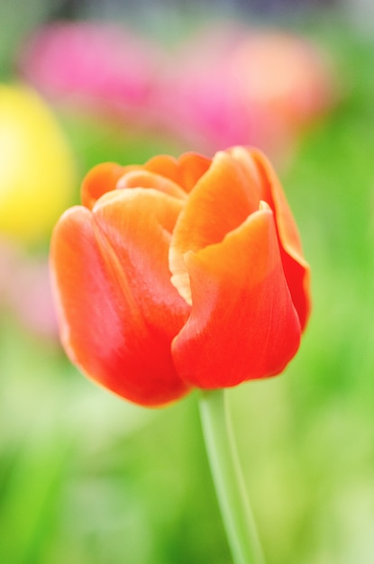 Photo tulipes rouges floues avec fond flou.