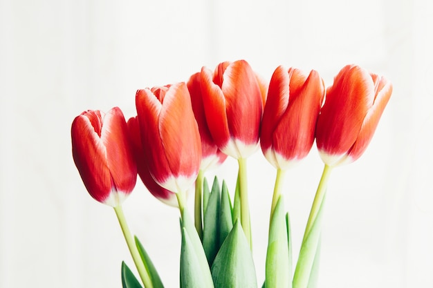 Tulipes rouges sur fond blanc. Fête de la femme