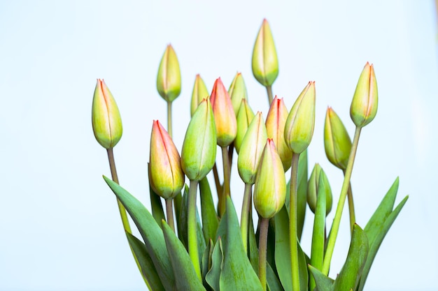 Tulipes rouges sur fond blanc