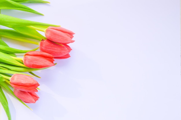 Photo tulipes rouges sur fond blanc