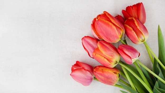 Tulipes rouges sur fond clair