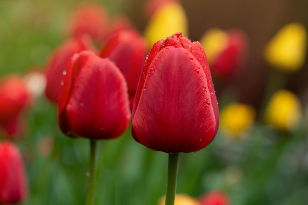 Tulipes rouges sur fond de jardin Tulipe colorée rouge