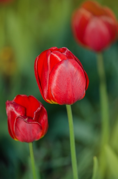 Tulipes rouges sur fond de jardin