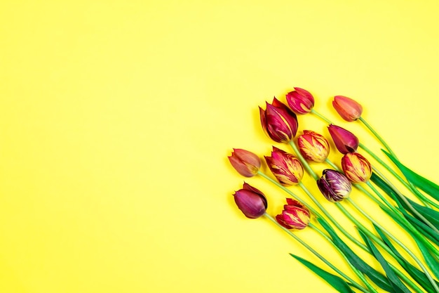 Tulipes rouges sur fond jaune Placer une inscription Vue de dessus Vierge pour cartes postales