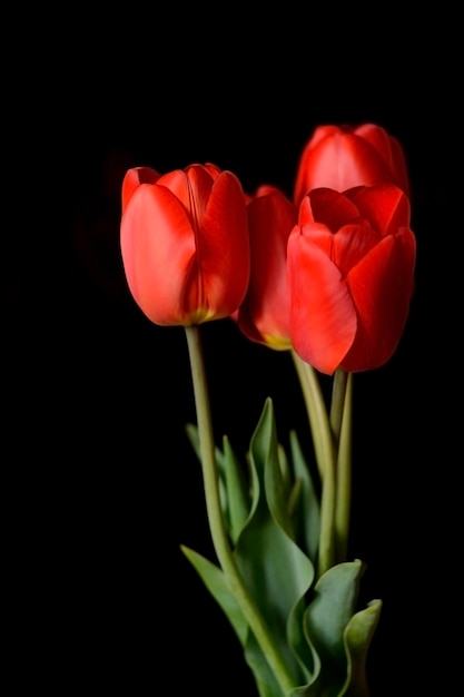 tulipes rouges sur fond noir