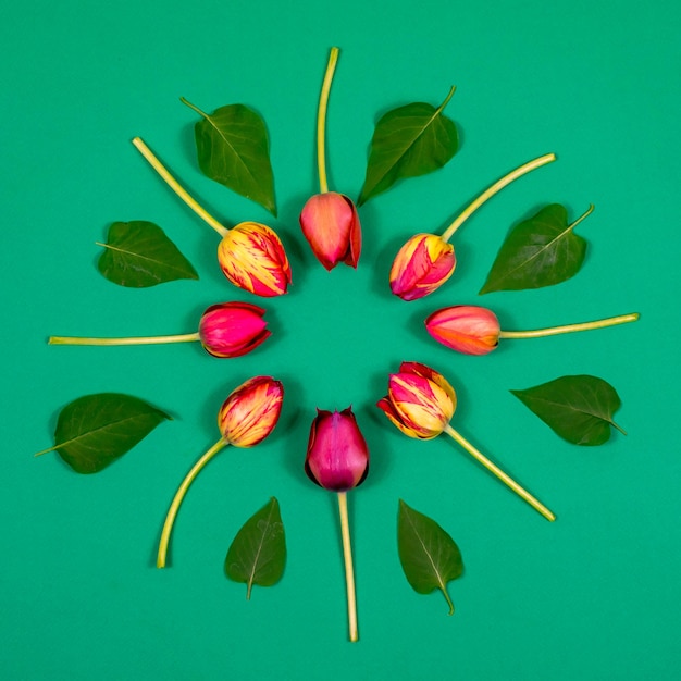 Tulipes rouges sur fond vert sous la forme d'un cercle Vue d'en haut Vierge pour une carte postale Concept de célébration d'anniversaire de la fête des mères Saint Valentin