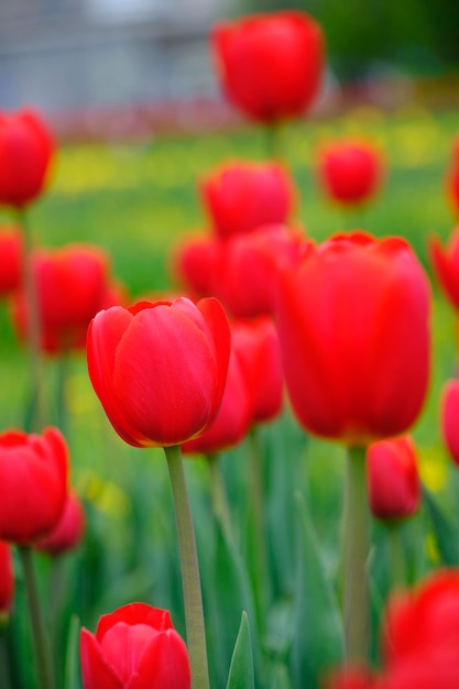 Tulipes rouges fond vertBright belles fleursPrintemps nature