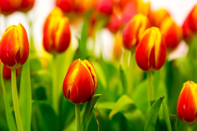 Tulipes rouges fraîches sur le terrain se bouchent