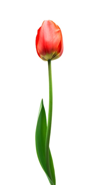 Photo tulipes rouges isolés sur fond blanc