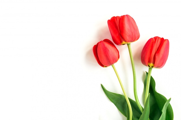 Tulipes rouges isolés sur fond blanc.