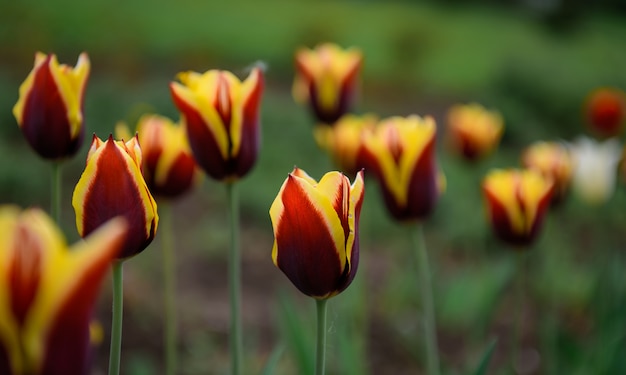Tulipes rouges et jaunes dans le jardin de printemps