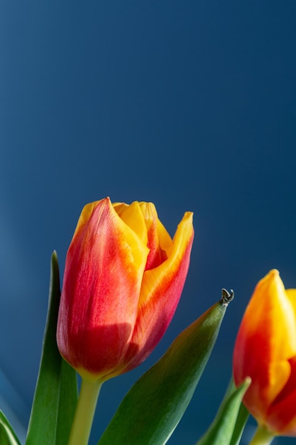 tulipes rouges et jaunes sur fond bleu