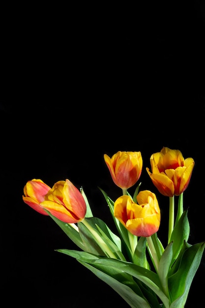 Tulipes rouges et jaunes sur fond noir