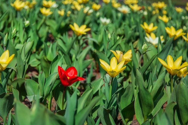 Tulipes rouges et jaunes sur l'herbe verte en arrière-plan Jardin avec des tulipes Fleurs dans le pré