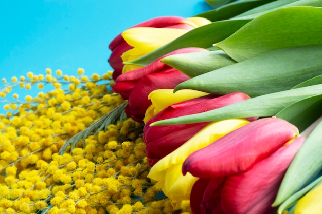 Tulipes rouges et jaunes et mimosa jaune sur fond bleu