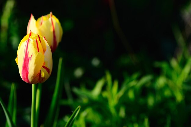 Tulipes rouges et jaunes