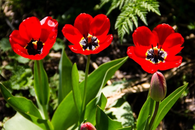 Tulipes rouges sur parterre de fleurs dans le jardin