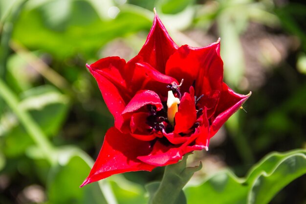 Tulipes rouges sur un parterre de fleurs dans le jardin