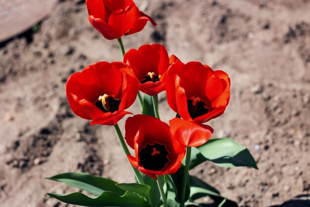 Tulipes rouges sur un parterre de fleurs se bouchent