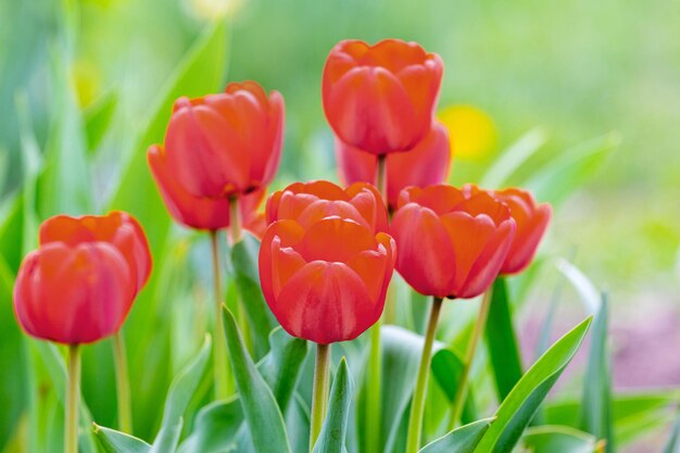 Tulipes rouges sur un parterre de fleurs. Tulipes sur un arrière-plan flou