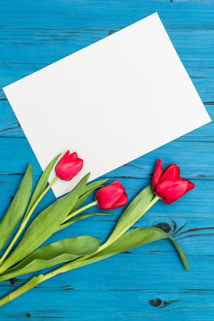 Tulipes rouges sur une planche de bois bleue