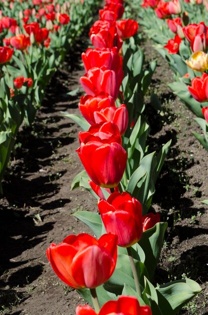 des tulipes rouges plantées dans le sol en rangée en fleurs