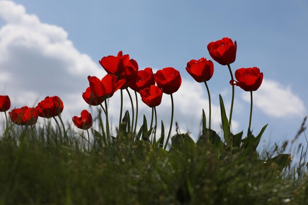 tulipes rouges sur le pré vert du printemps