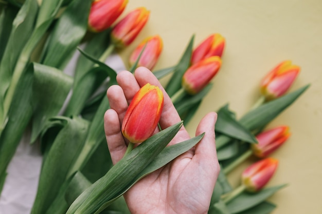 Tulipes rouges précieuses dans la main d'une femme fleuriste européenne prépare un bouquet de tulipes pour un