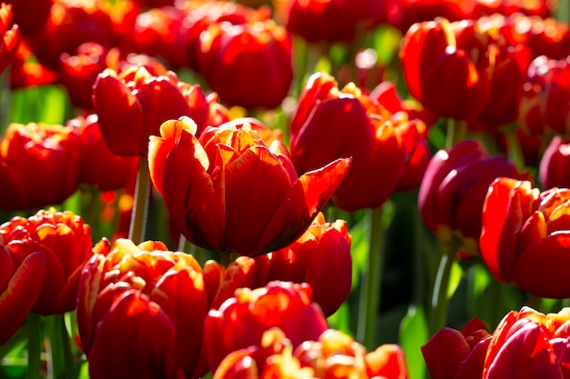 Tulipes rouges Printemps fleurs lumineuses dans le jardin