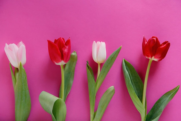 Tulipes rouges et roses sur une surface rose