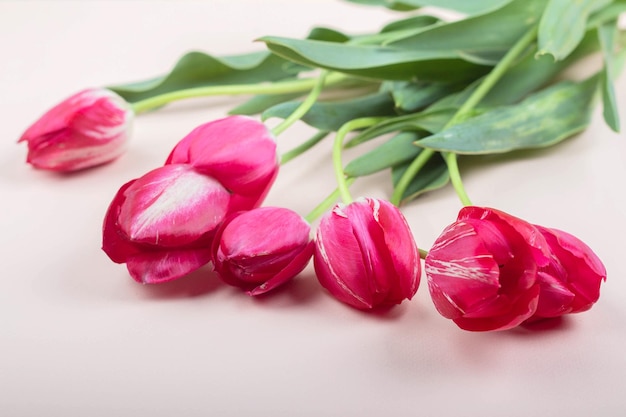 Les tulipes rouges se trouvent sur un fond rose clair