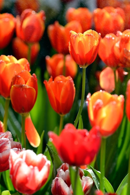 Tulipes rouges serties de gouttelettes